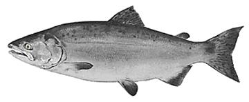 Humpy Salmon